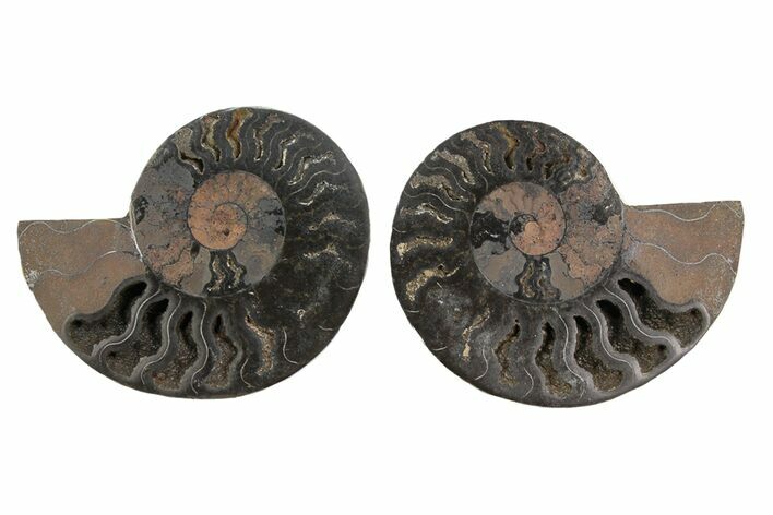 Cut/Polished Ammonite Fossil - Unusual Black Color #165662